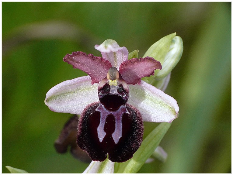 Ophrys sipontensis